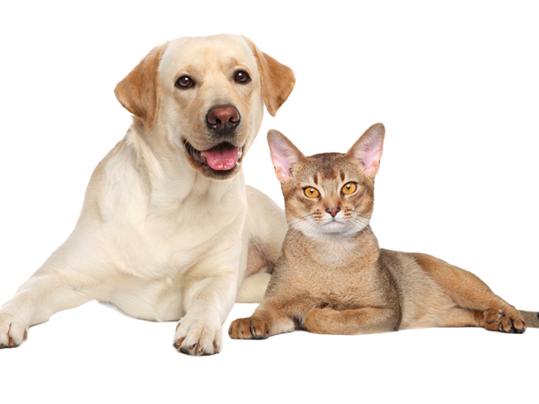 Hund og kat ligger side om side på transparent baggrund
